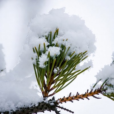 Snow-covered pine branch