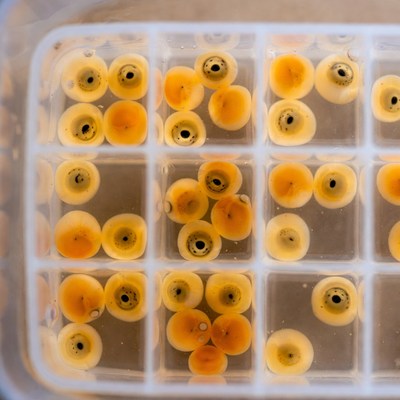 Fish eggs in plastic tray