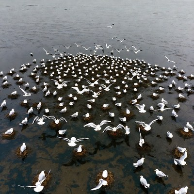 Flock of white birds on water