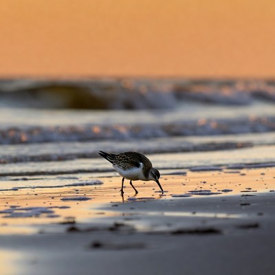 Sanderling foraging on beach at sunset