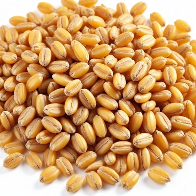 Pile of Golden Wheat Grains