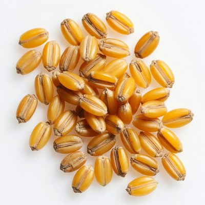 Pile of Golden Barley Grains