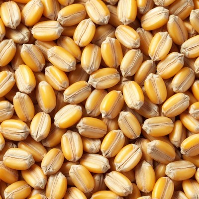 Close-up of wheat grains