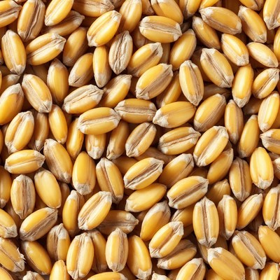 Close-up of golden wheat grains