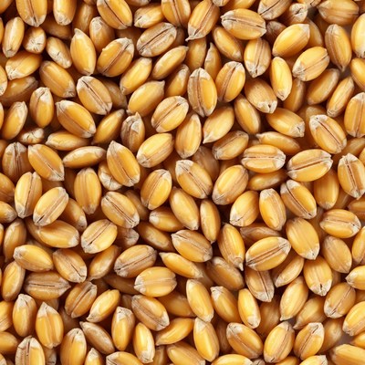 Close-up of golden wheat grains