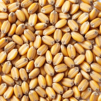 Closeup of golden wheat grains
