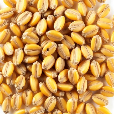 Pile of Golden Wheat Grains