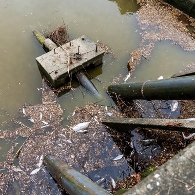 Dead fish around sewer pipes in polluted water