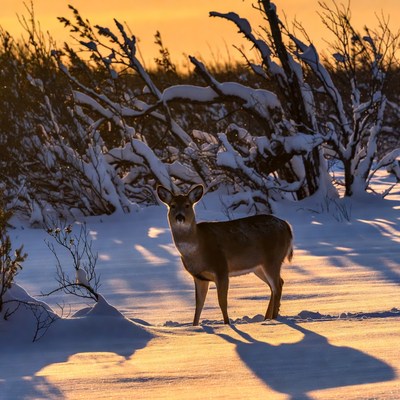 Deer standing in snowy sunset landscape