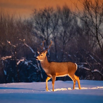 Buck walking in snowy forest sunset