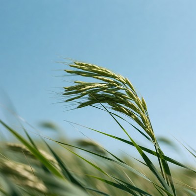 Green wheat stalk against blue sky