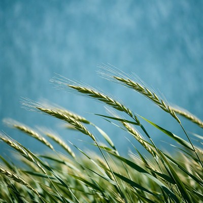 Golden Wheat Field Against Blue Sky