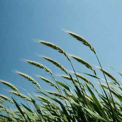 Golden wheat field under blue sky
