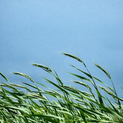 Green wheat field against blue sky