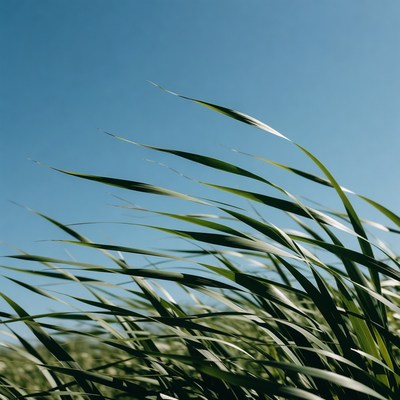 Green grass blades against blue sky