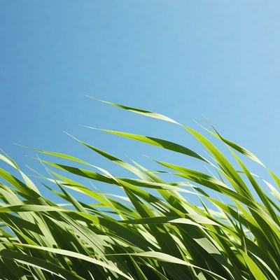 Green grass against blue sky