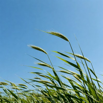 Wheat Field Under Blue Sky