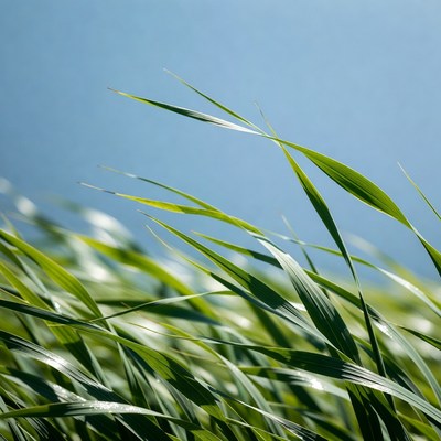 Green grass blades against blue sky