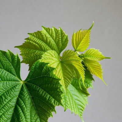 Fresh green grape leaves