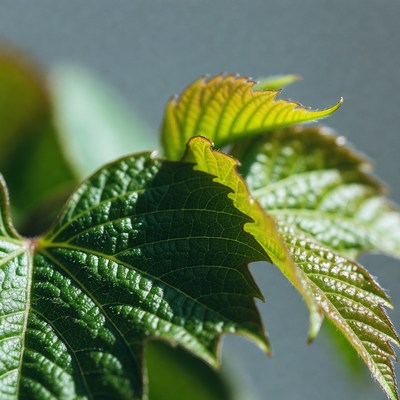 Fresh green grapevine leaves closeup