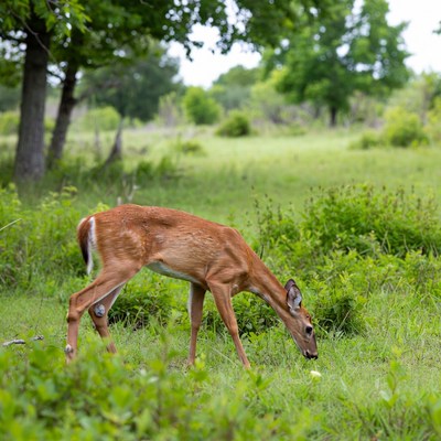 Fawn grazing in green meadow