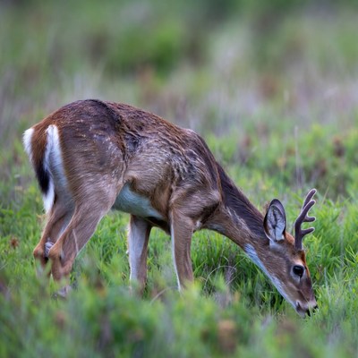 White-tailed deer grazing in grass