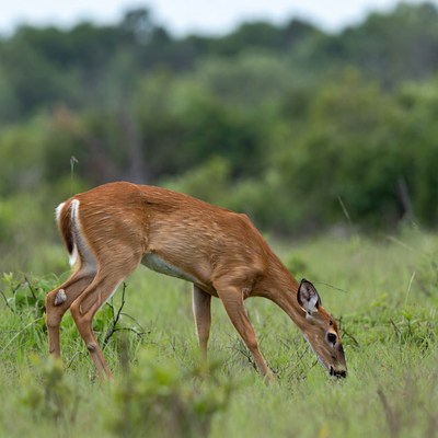 White-tailed deer grazing in grass