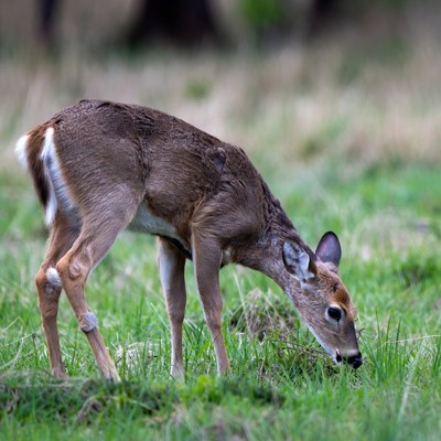 Baby deer grazing in grass