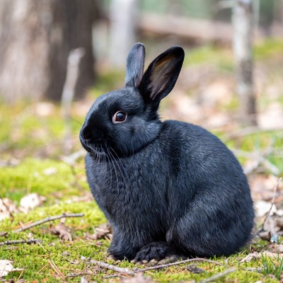 Black rabbit in forest grass