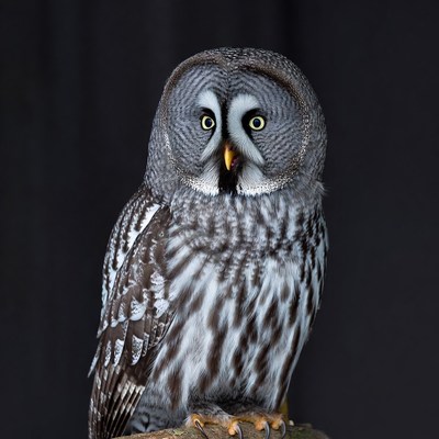Great Gray Owl on perch