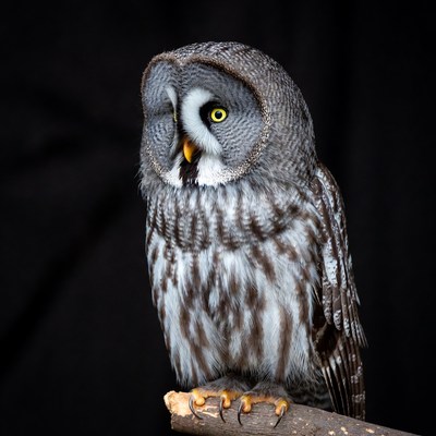 Great Gray Owl on perch