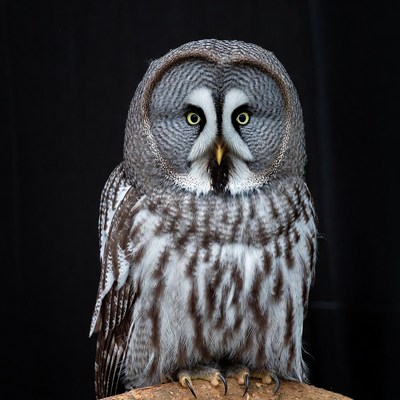 Great Gray Owl on perch