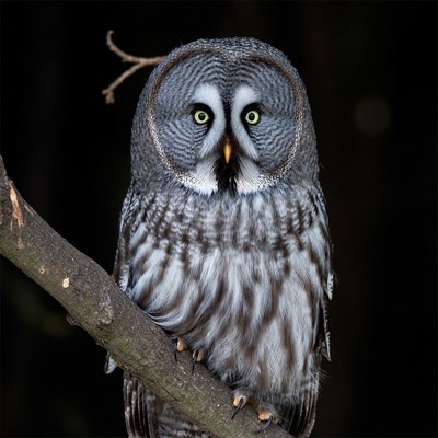 Great Gray Owl on branch