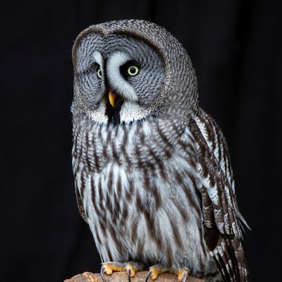 Great Gray Owl on perch