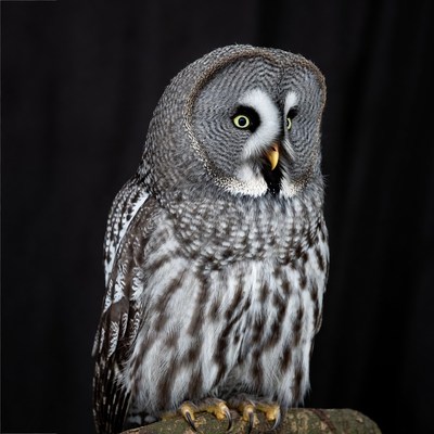 Great Gray Owl on perch