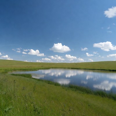 Small pond in green grassy field