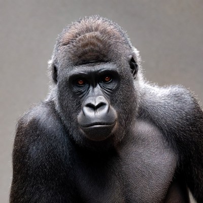 Close-up of gorilla face