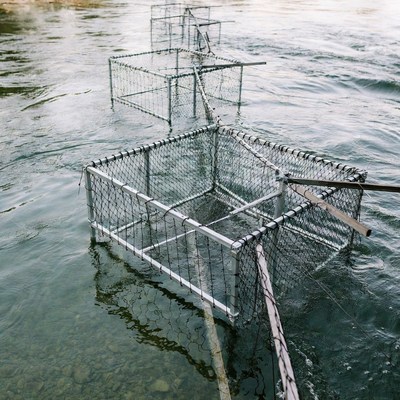 Metal Crab Traps in Calm Water