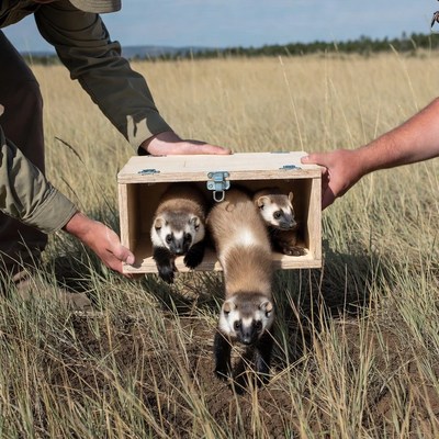 Man holding three ferrets in wooden box