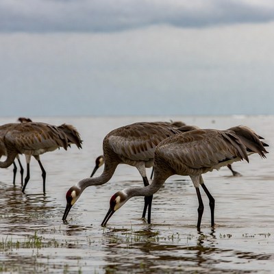 Sandhill Cranes Foraging in Shallow Water