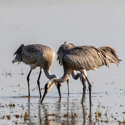 Three Sandhill Cranes Foraging in Water