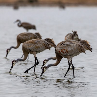 Sandhill Cranes Foraging in Shallow Water