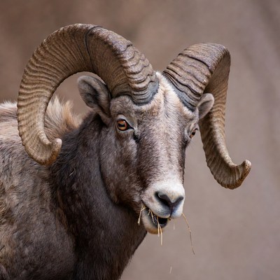 Bighorn Sheep with Large Curved Horns