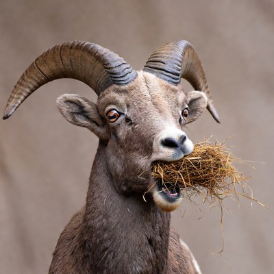 Bighorn sheep eating hay