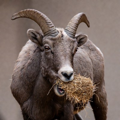 Bighorn sheep eating hay