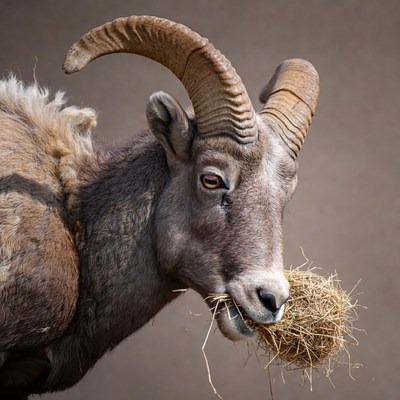 Bighorn sheep eating hay
