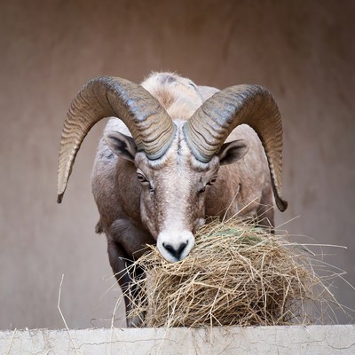 Bighorn sheep eating hay