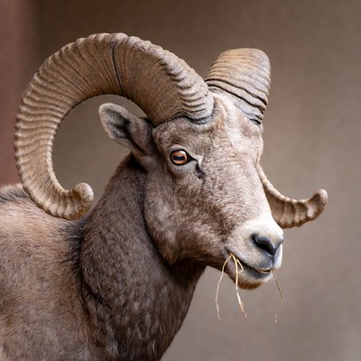 Bighorn sheep with large curved horns
