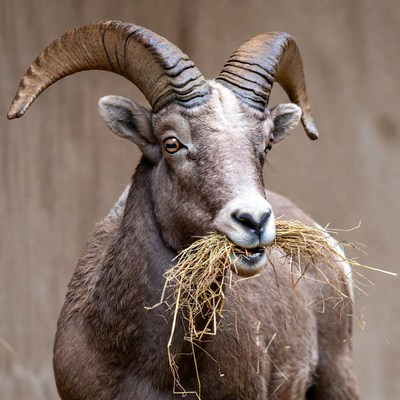 Bighorn sheep eating hay
