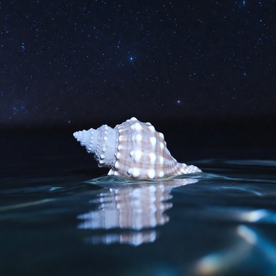 Seashell in starry night water